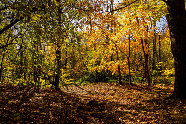 Montseny deep forest colorful autumn in Catalonia, Spain. - Zdjęcie, obraz