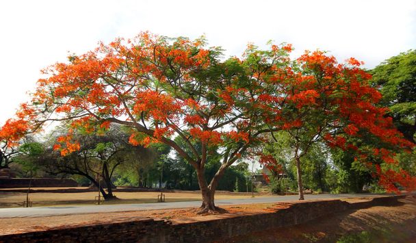 Royal Poinciana puu
 - Valokuva, kuva