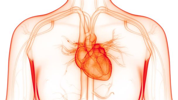 Ludzki układ krążenia Anatomia serca. 3D - Zdjęcie, obraz