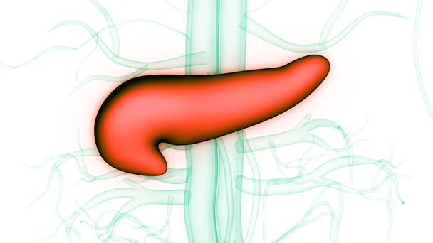ヒトの内臓の膵臓と胆嚢の解剖学。3D - 写真・画像
