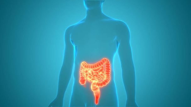 Anatomía del sistema digestivo humano. 3D - Foto, Imagen