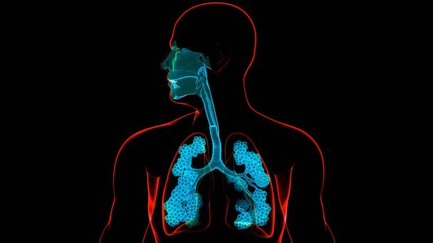 Concepto 3D de Anatomía Pulmonar del Sistema Respiratorio Humano - Foto, imagen