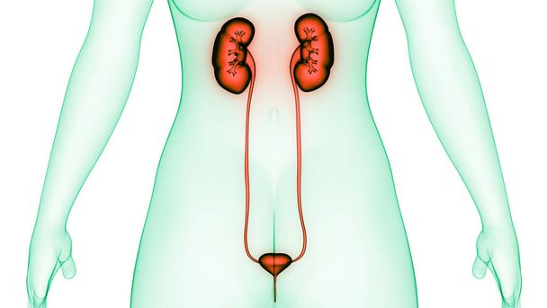 人間の尿系の腎臓と膀胱の解剖学。3D - 写真・画像