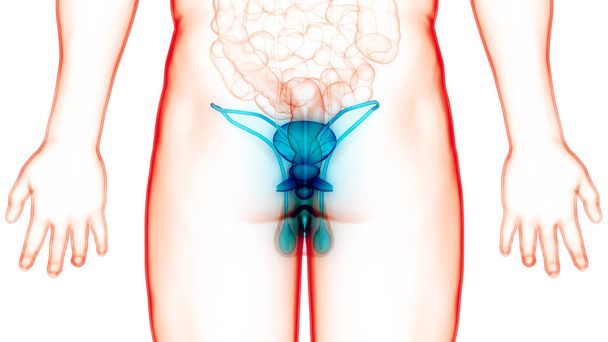 Anatomia męskiego układu rozrodczego. 3D - Zdjęcie, obraz