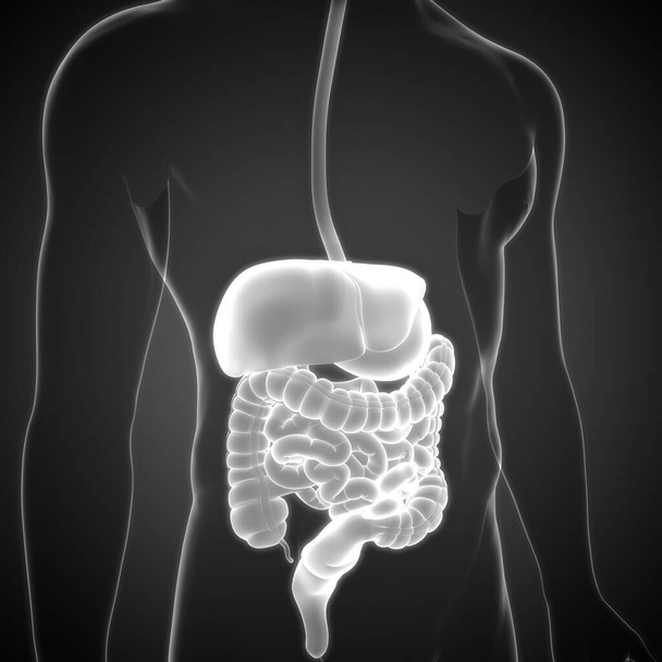 Anatomie du système digestif humain. 3D - Photo, image