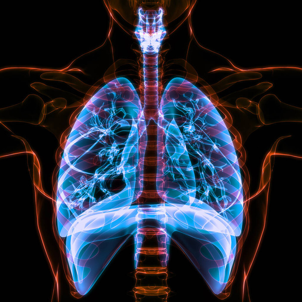 Диафрагма дыхательной системы человека Анатомия. 3D - Фото, изображение