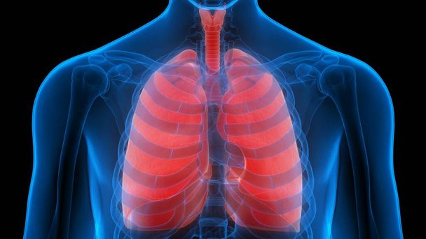 Conceito 3D do Sistema Respiratório Humano Anatomia Pulmonar - Foto, Imagem