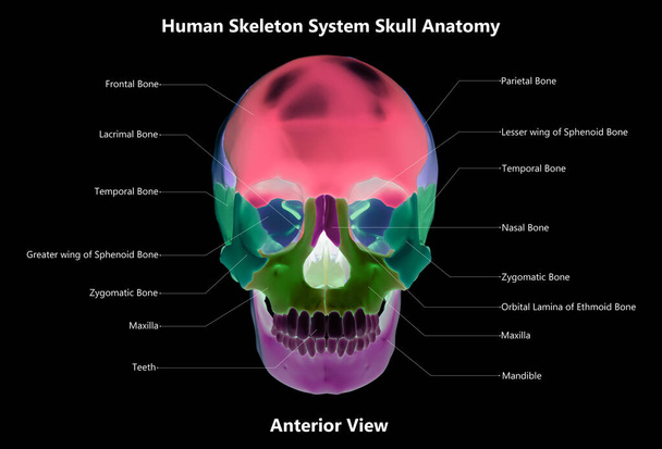 Emberi csontváz rendszer Skull Bone alkatrészek leírt címkék anatómia. 3D - Fotó, kép