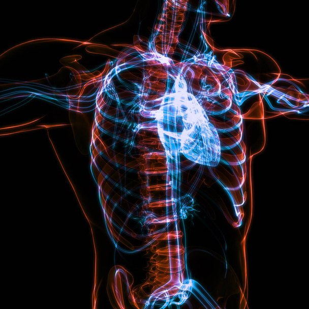 Anatomia cardiaca del sistema circolatorio umano. 3D - Foto, immagini