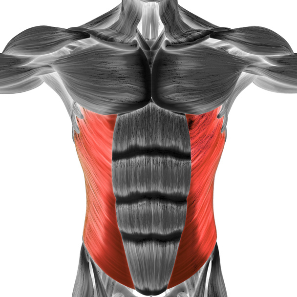 М'язова система людини Торсо м'язи черевної порожнини Зовнішня коса м'язова анатомія. тривимірний
 - Фото, зображення