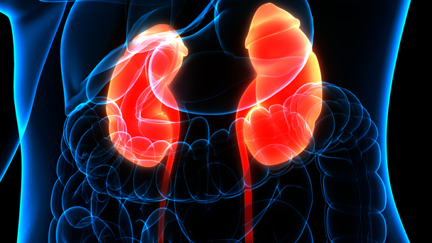 Riñones del sistema urinario humano con anatomía vesical. 3D - Foto, Imagen