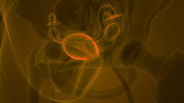 Sistema reproductivo femenino con sistema nervioso y anatomía vesical urinaria. 3D - Foto, Imagen
