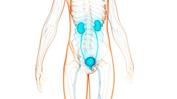 Emberi húgyúti vesék húgyhólyag anatómiával. 3D - Fotó, kép