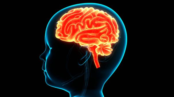 ヒト神経系の中枢器官脳解剖学。3D - 写真・画像