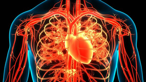 Emberi keringési rendszer szív anatómia. 3D - Fotó, kép