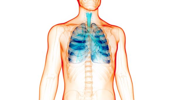 3D koncepció az emberi légzőrendszer tüdő anatómia - Fotó, kép