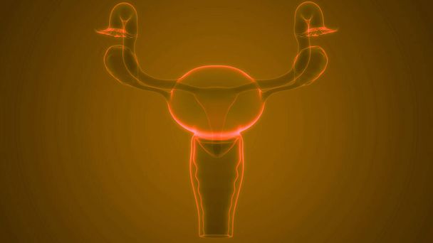 Sistema riproduttivo femminile con sistema nervoso e anatomia della vescica urinaria. 3D - Foto, immagini