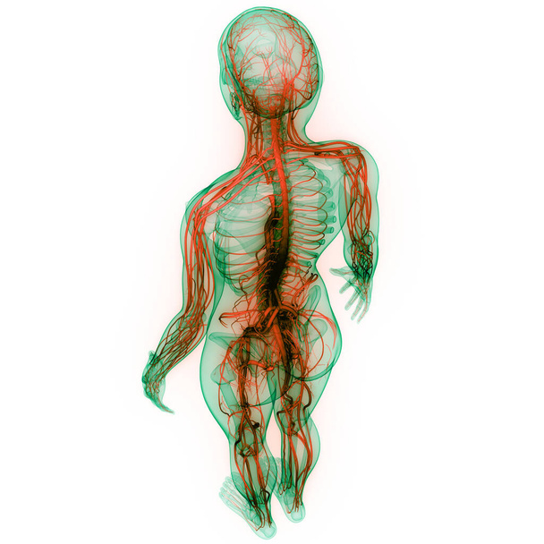 Centraal Orgaan van Menselijk Zenuwstelsel Hersenanatomie. 3D - Foto, afbeelding