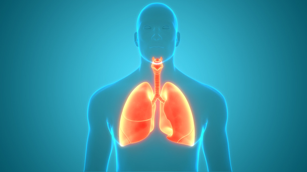 3D έννοια του ανθρώπινου αναπνευστικού συστήματος Πνεύμονες Ανατομία - Φωτογραφία, εικόνα