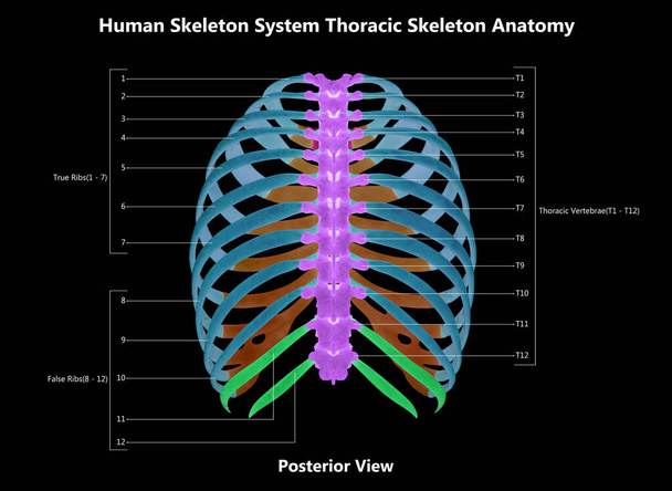 Emberi csontváz rendszer Mellkasi csontváz alkatrészek Címkékkel ellátott leírás Anatomy Posterior View. 3D - Fotó, kép