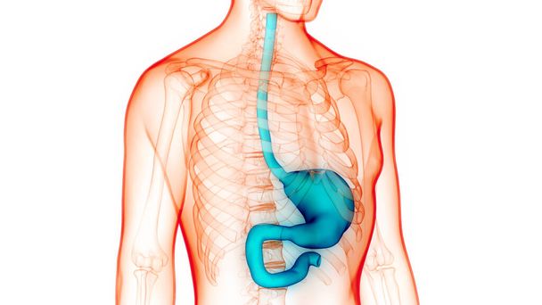 İnsan Sindirim Sistemi Anatomisi. Üç Boyut - Fotoğraf, Görsel