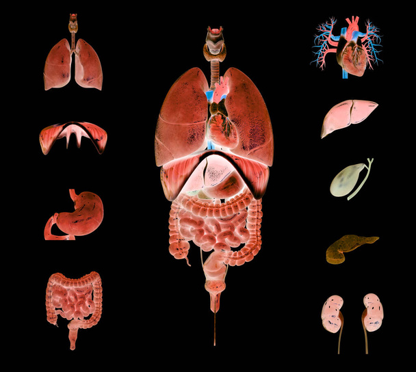 ヒト消化器系の解剖学。3D - 写真・画像
