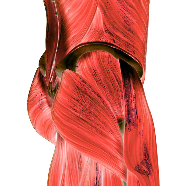 Muskeln sind ein Teil der Anatomie des menschlichen Muskelsystems. 3D - Foto, Bild