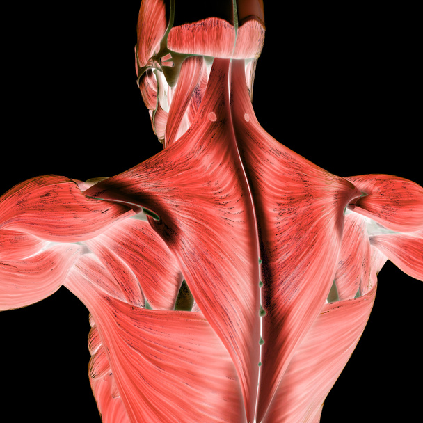 Мышцы часть анатомии мышечной системы человека. 3D - Фото, изображение