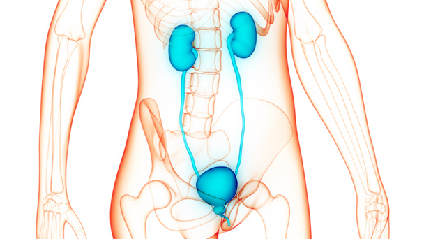 Nieren des menschlichen Harnsystems mit Blasenanatomie. 3D - Foto, Bild