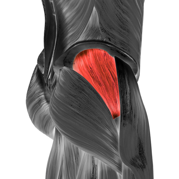 Мышечная система человека Нога мышцы ягодицы средней мышцы анатомии. 3D - Фото, изображение