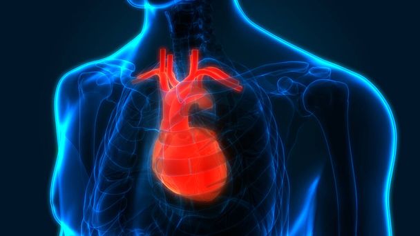 Циркуляційна система людини Анатомія серця. тривимірний
 - Фото, зображення