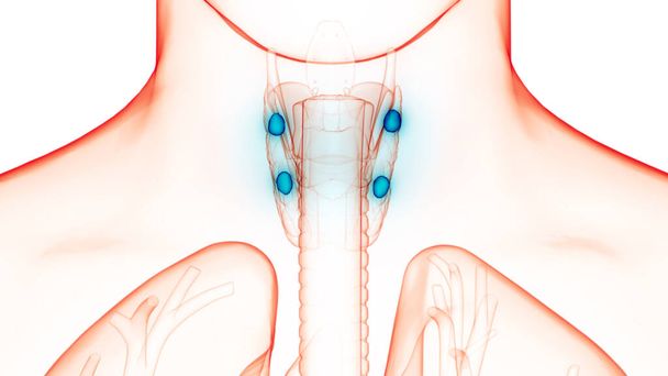 Human Body Glands Lobes of Thyroid Gland Anatomy 3D - Фото, зображення