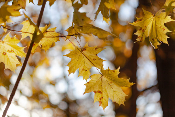 Maple yellow leaves on a branch - Fotoğraf, Görsel