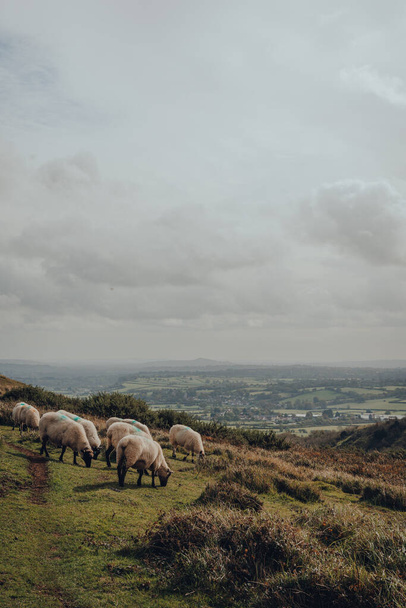 Pecore al pascolo a Mendip Hills, Somerset, Regno Unito, vista panoramica e cielo nuvoloso sullo sfondo. - Foto, immagini