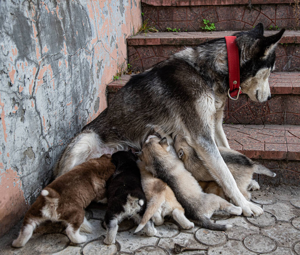 Husky puppies surrounded their mother at the stairs and greedily suckle milk. - Photo, Image