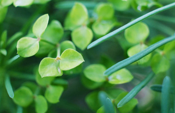 Fresh green leaves background, hedge green plant, natural texture, tiny green leaves in the garden. - Foto, afbeelding
