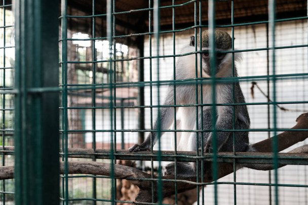 Sad monkey looking at tourists and visitors with sad eyes. Held captive in a cage in a zoological garden. Keeping wild animals in captivity for fun and entertainment in tourism industry. Outdoor zoo. - 写真・画像