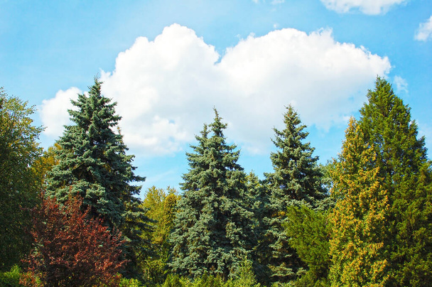 Blue fir tree in summer public park - Photo, Image