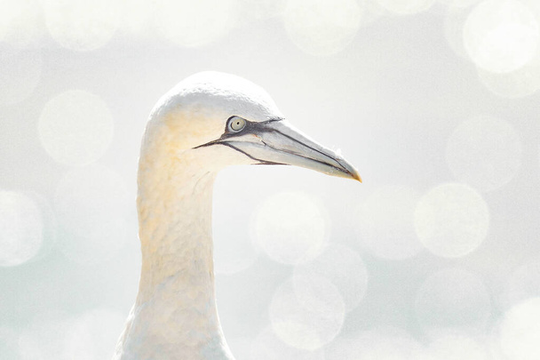 En luz suave, una cabeza de gannet del norte Niza bokeh en el fondo. Amor, pájaro romántico en clave alta. - Foto, Imagen