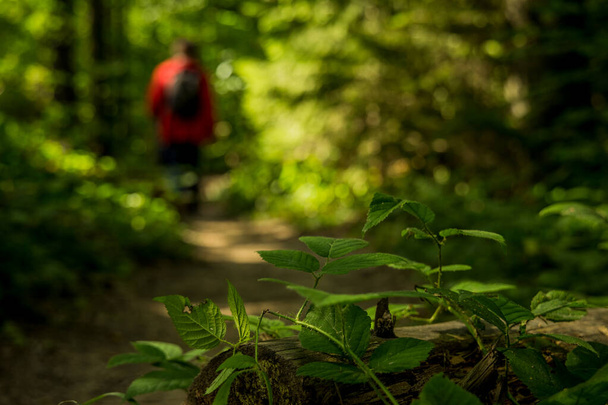 mochila bosque senderismo concepto fotografía de silueta desenfocada en abrigo rojo rodeado de follaje verde en primavera día soleado tiempo - Foto, Imagen