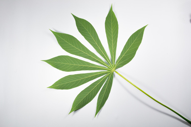 potato leaf - Фото, изображение
