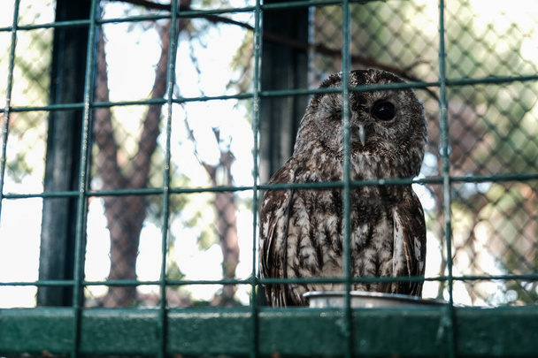 Owl sleeping during day with one eye closed. Wild animal held captive, peeking at tourists in a zoo from behind metal bars. Sleeping owl sitting in a cage in captivity. Wildlife kept for tourist fun. - Valokuva, kuva