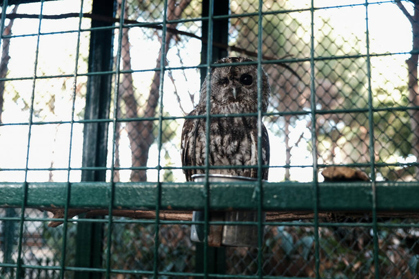 Sleepy owl during day with one eye closed. Wild animal held captive, peeking at tourists in a zoo from behind metal bars. Sleeping owl sitting in a cage in captivity. Wildlife kept for tourist fun. - Photo, Image