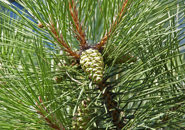 Dennenboom met strobile op tak, close-up - Foto, afbeelding