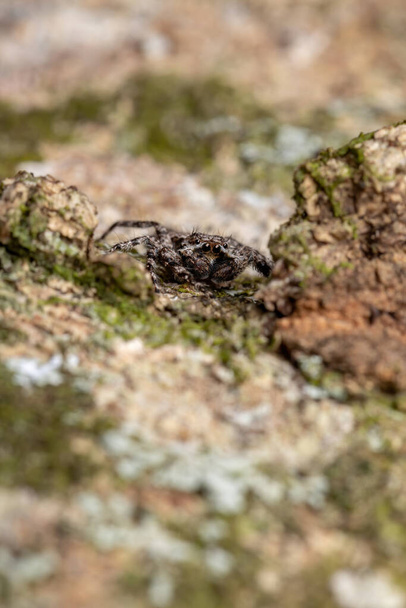 dorosły mężczyzna skoki pająk z gatunku Platycryptus magnus na pnia drzewa - Zdjęcie, obraz