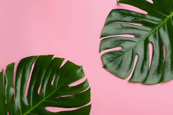 Beautiful monstera leaves on pink background, flat lay. Tropical plant - Foto, imagen