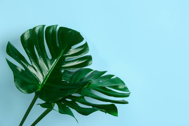 Beautiful monstera leaves on light blue background, space for text. Tropical plant - Foto, afbeelding
