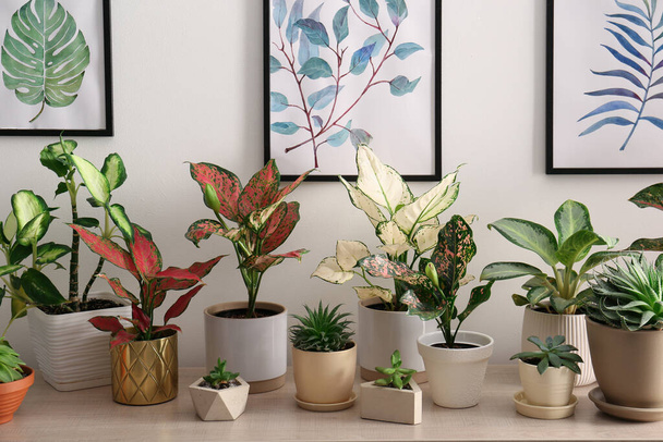 Collection of exotic houseplants with beautiful leaves indoors - Fotó, kép