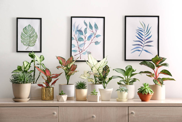 Collection of beautiful houseplants on wooden commode indoors - Fotoğraf, Görsel