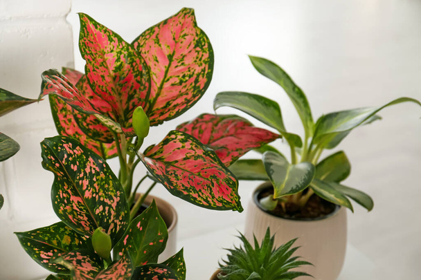 Exotic houseplants with beautiful leaves on light background - Fotó, kép